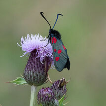 Burnet Moth
