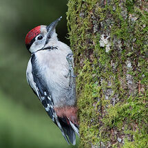 Great Spotted Woodpecker