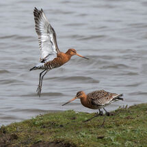 Black-tailed Godwits