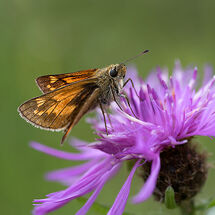 Large Skipper