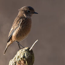 Stonechat