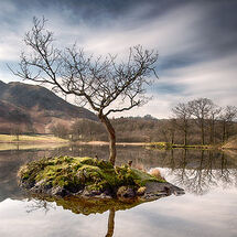 Lone tree on Rydal Water