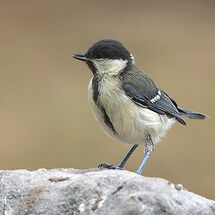 Great Tit