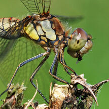 Common Darter