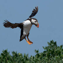 Alantic Puffin coming in to land