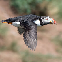 Atlantic Puffin in flight