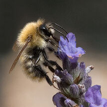 Common Carder Bee