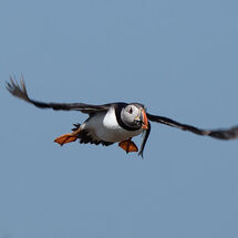 Atlantic Puffin with Sprat