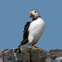 Atlantic Puffin