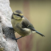 Blue Tit
