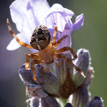 Garden Cross Spider