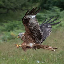 Red Kite