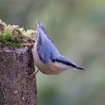 Nuthatch