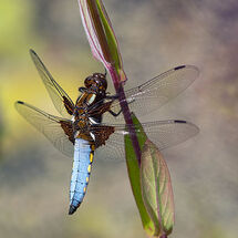 Broad-bodied Chaser