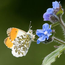 Orange Tip