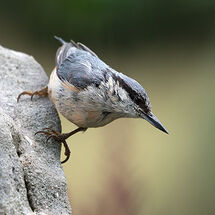 Nuthatch