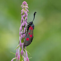 Burnet Moth