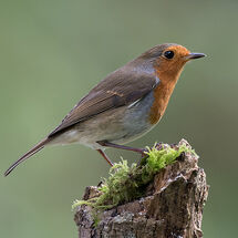 Robin