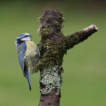 Blue Tit
