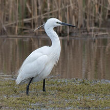 Little Egret
