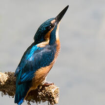 Common Kingfisher