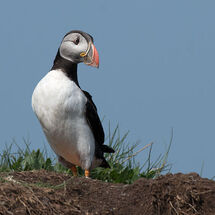 Atlantic Puffin at burrow