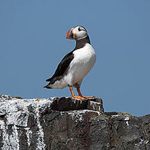 Atlantic Puffin perch