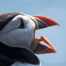 Yawning Atlantic Puffin