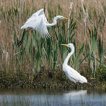 Great White Egrets