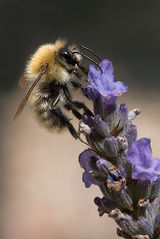 Bee on lavender