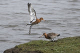 Black-tailed Godwits