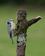 Blue Tit