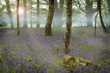 Carpet of bluebells