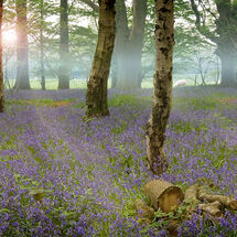 Carpet of bluebells