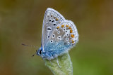 Common Blue