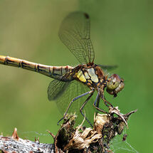 Common Darter