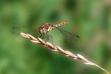 Common Darter on grass