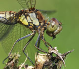 Common Darter with Prey