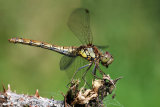Common Darter with prey