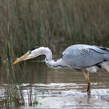 Grey Heron