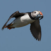 Atlantic Puffin with sand eels