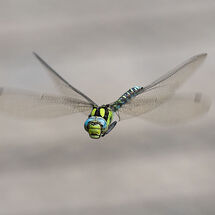 Southern Hawker