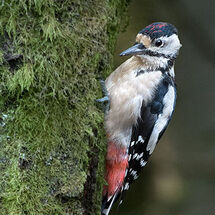 Great Spotted Woodpecker