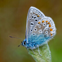 Common Blue