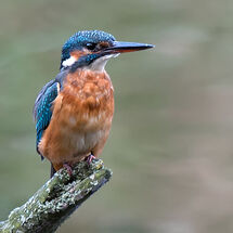 Common Kingfisher