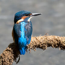 Common Kingfisher