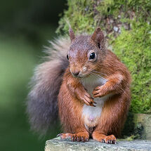 Red Squirrel