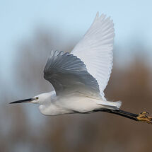 Little Egret