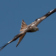 Red Kite