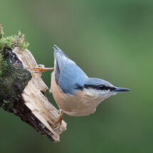Nuthatch